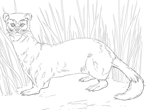 Black Footed Ferret Coloring Page